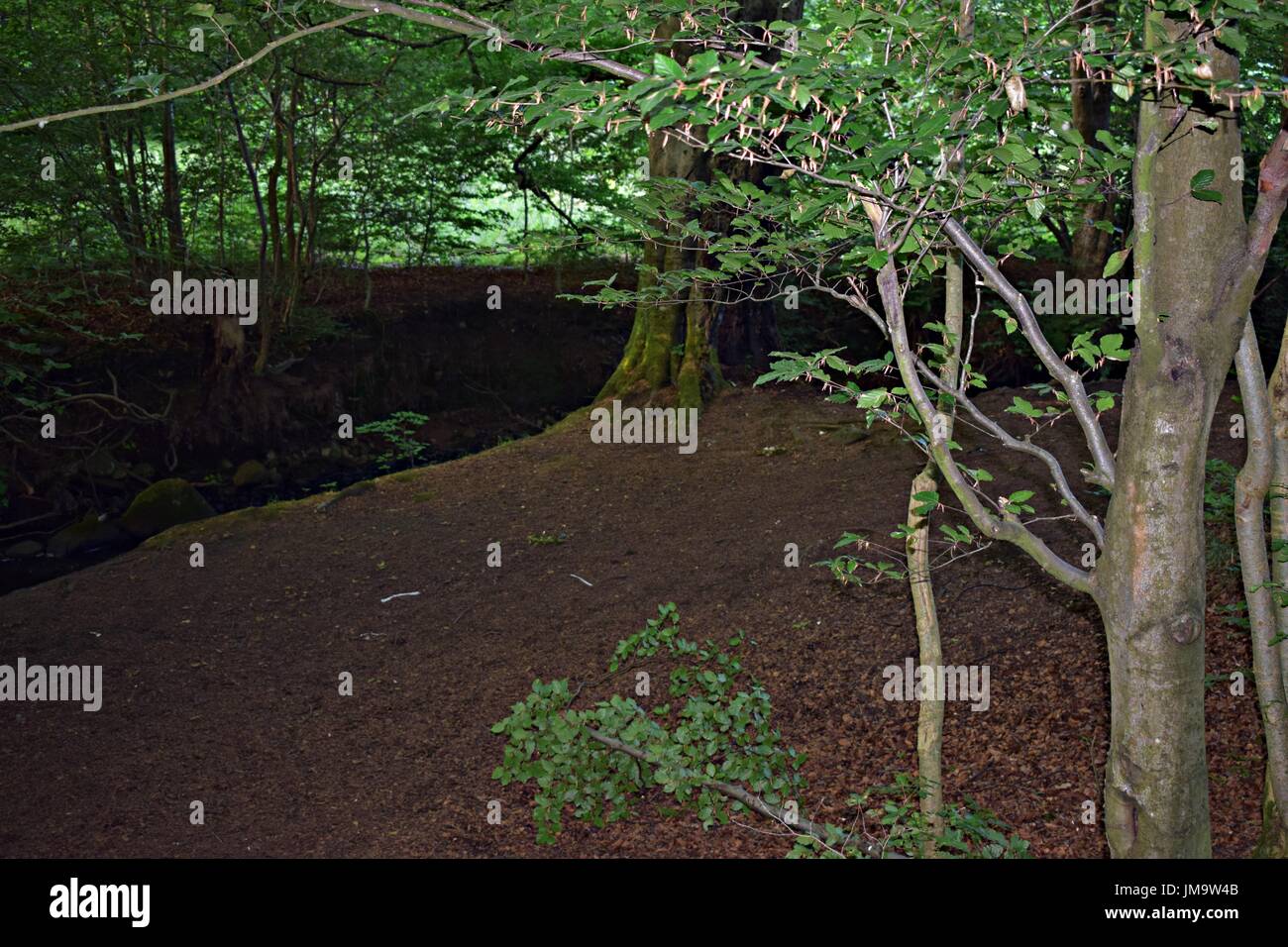 Zufallsbilder der Natur im Wald Stockfoto