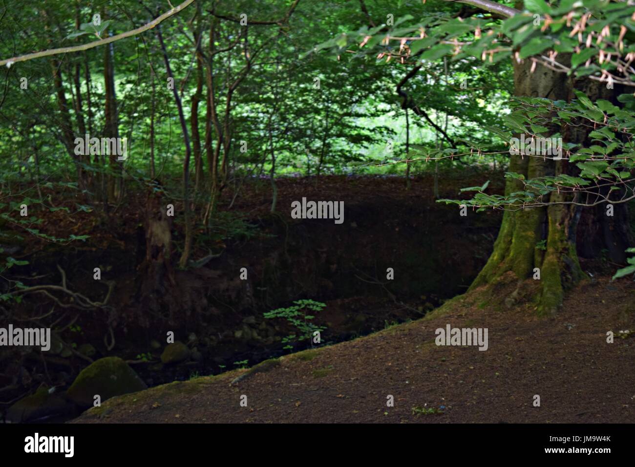 Zufallsbilder der Natur im Wald Stockfoto
