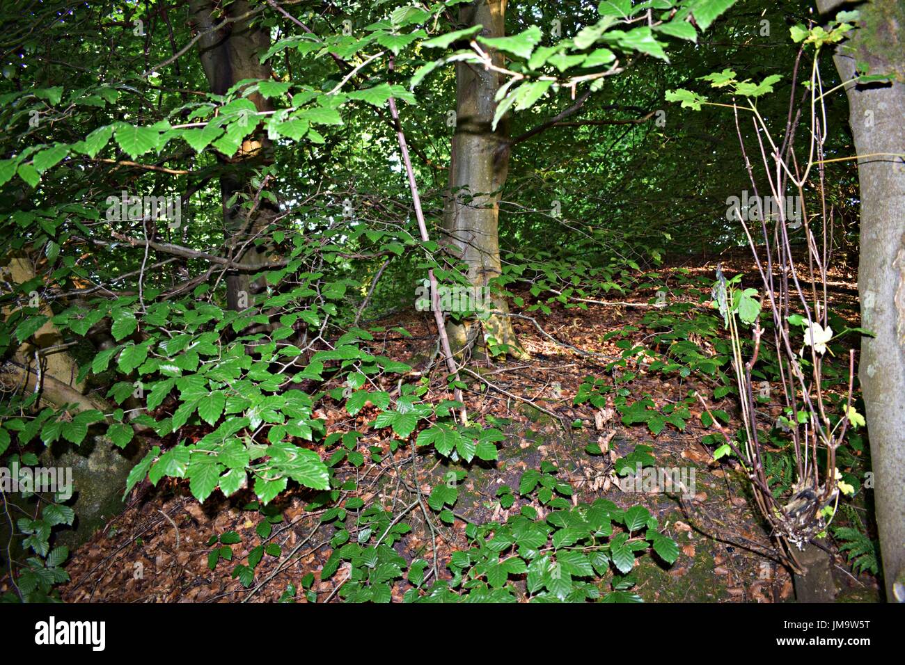 Zufallsbilder der Natur im Wald Stockfoto