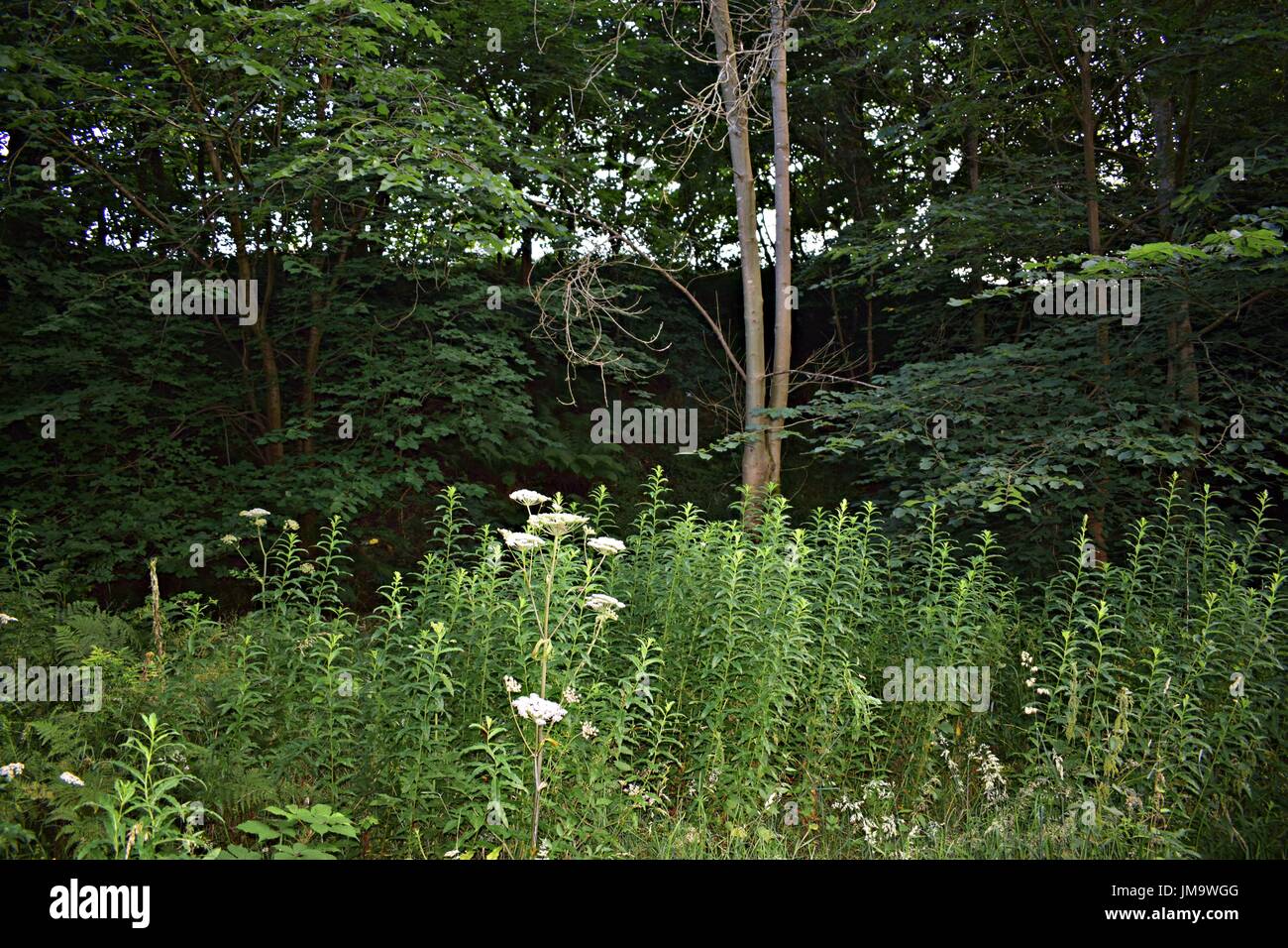 Zufallsbilder der Natur im Wald Stockfoto