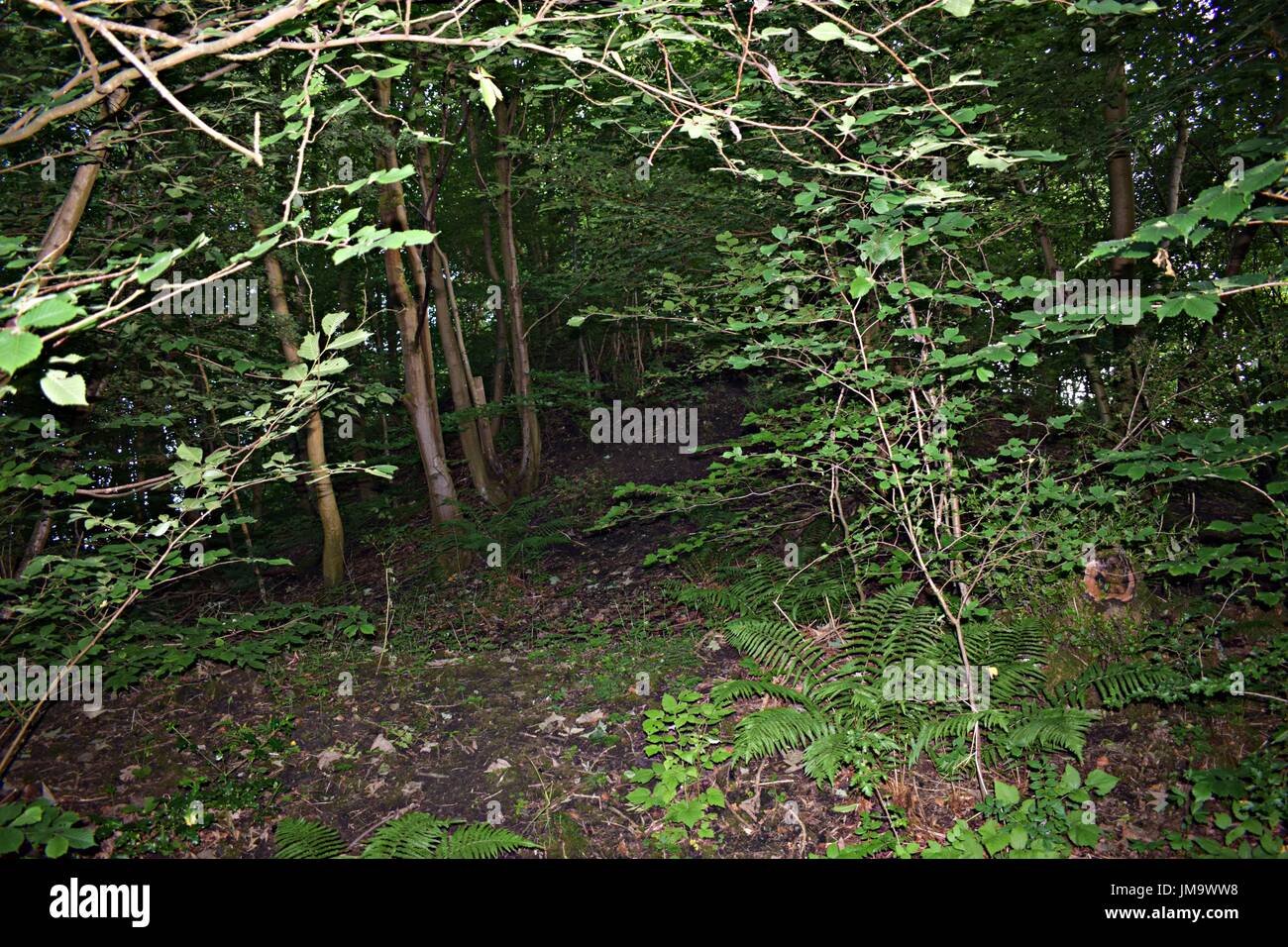 Zufallsbilder der Natur im Wald Stockfoto