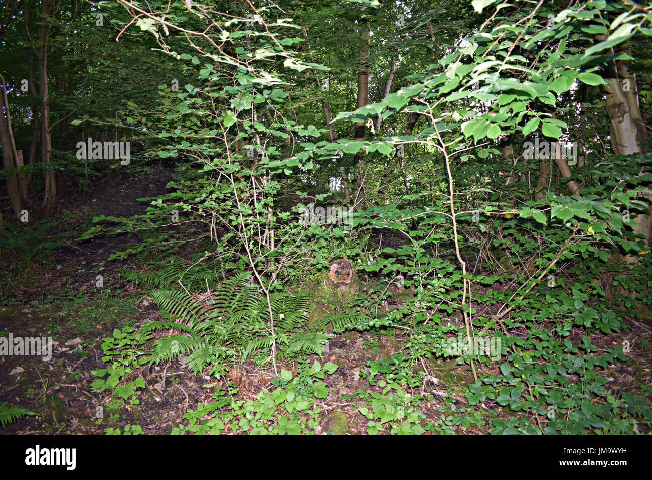 Zufallsbilder der Natur im Wald Stockfoto