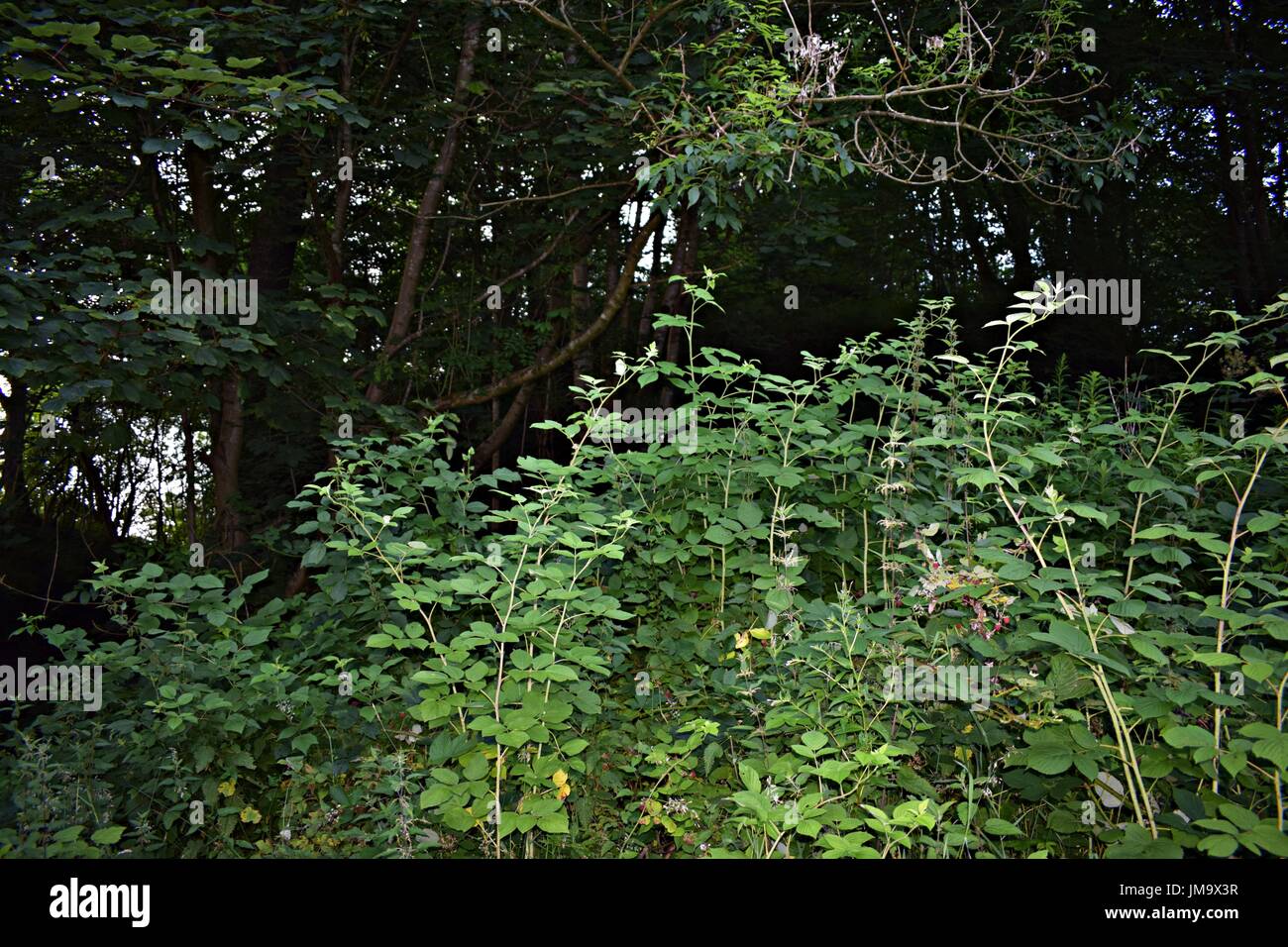 Zufallsbilder der Natur im Wald Stockfoto