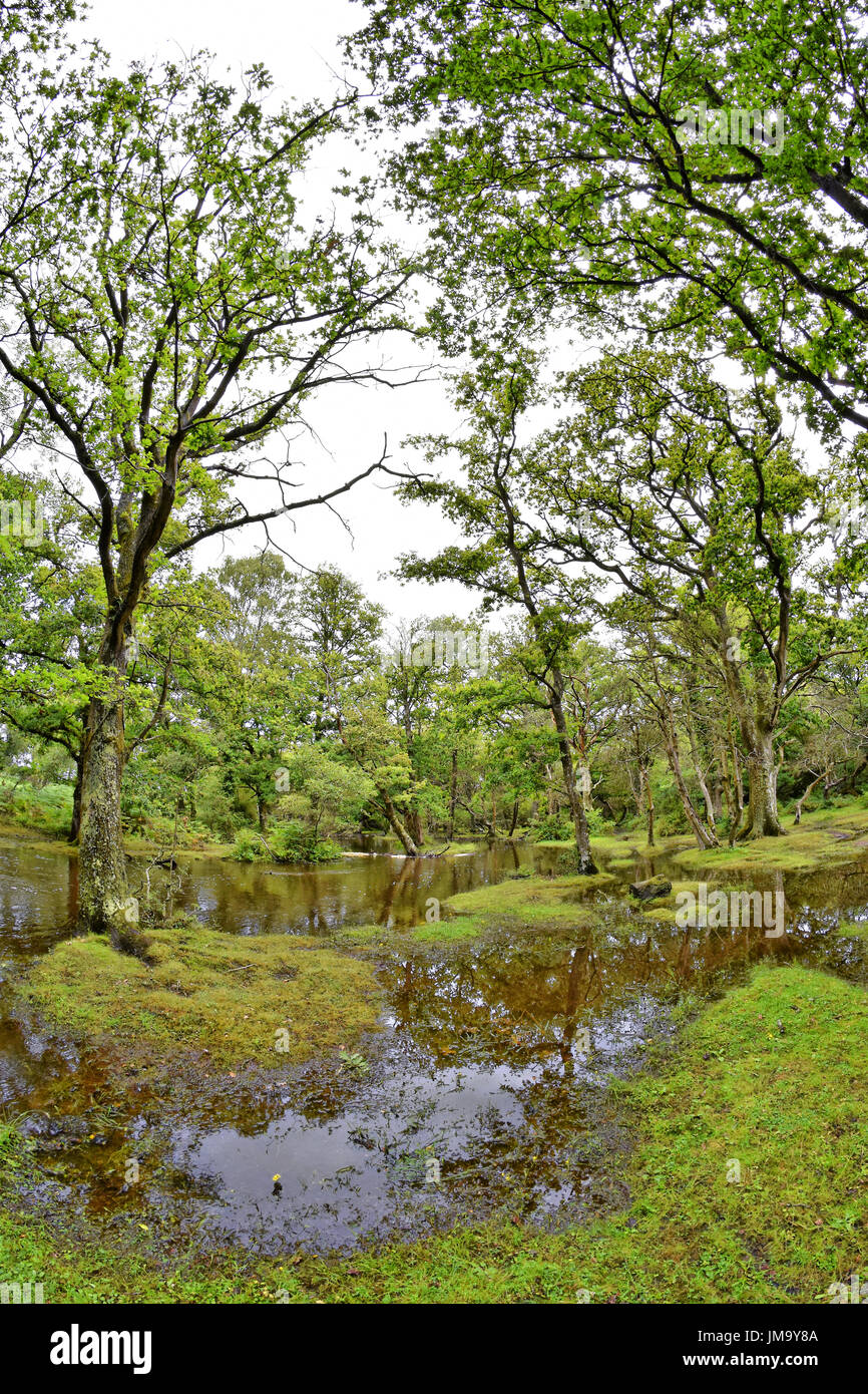 Überflutet New Forest Stream auf einem nassen Sommertag, "Ober-Wasser", New Forest National Park, Brockenhurst, Hampshire, England. Stockfoto