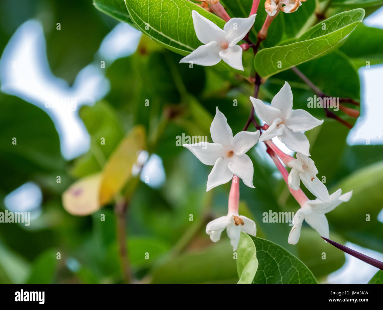 Nahaufnahme des weißen Ervatamia Blüten auf Unschärfe Hintergrund und Kopie Raum Stockfoto