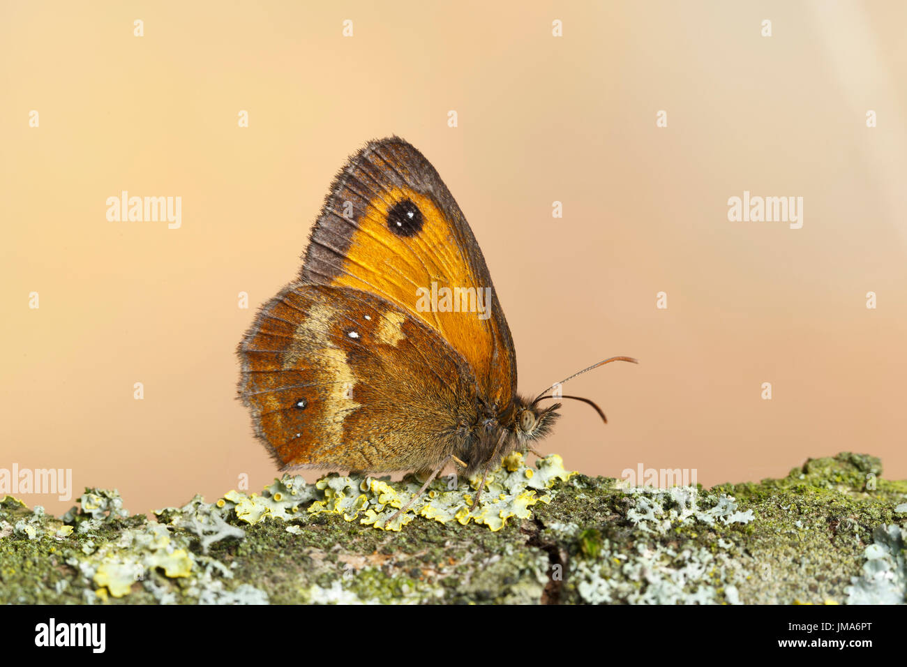 Gatekeeper Schmetterling, oder Hedge braune Schmetterling, Pyronia tithonus, Catbrook, Monmouthshire, Juli. Familie Satyridae. Stockfoto