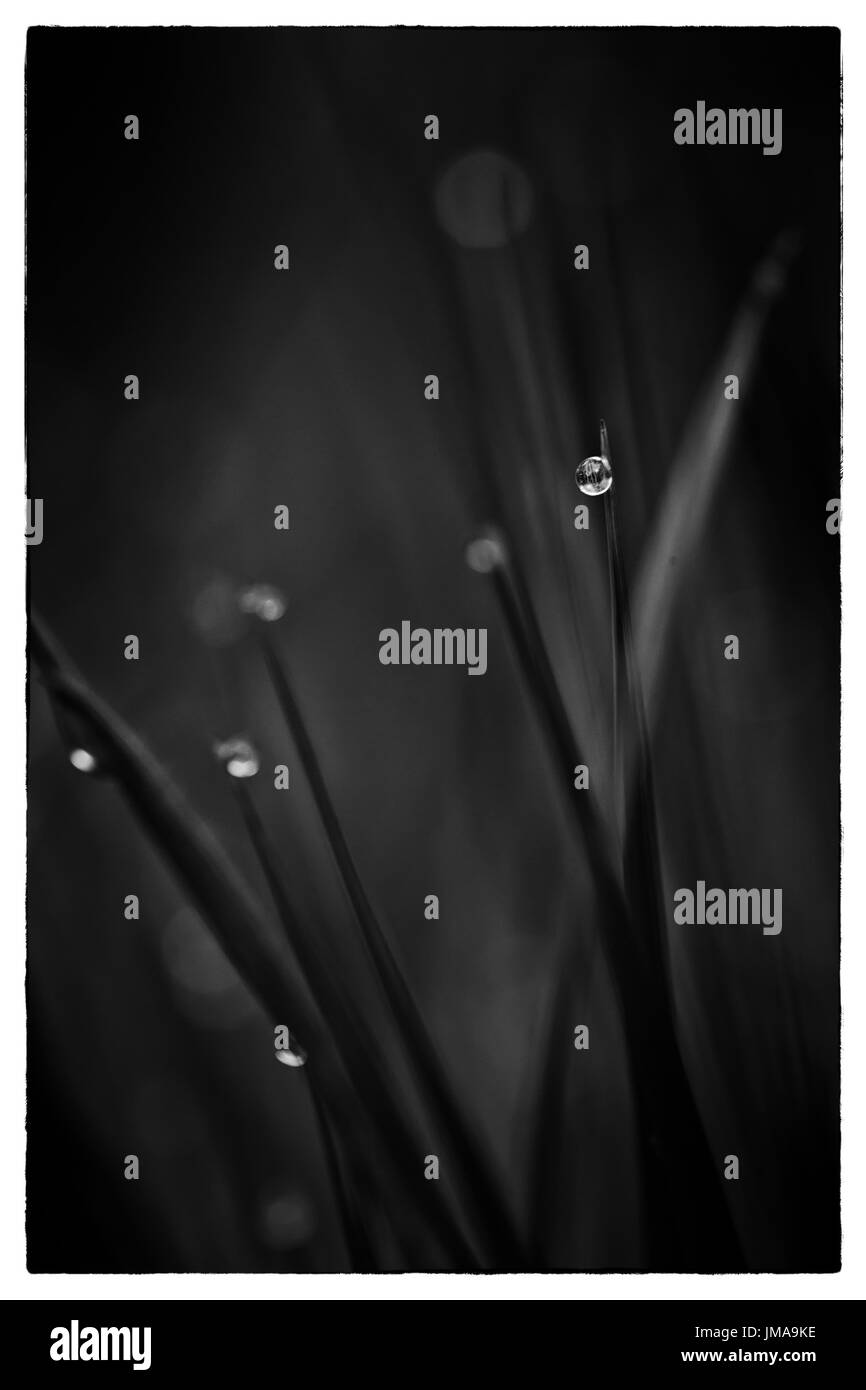 Makroaufnahme einer sehr kleinen Wassertropfen auf dem Rasen in der Morgendämmerung. Hintergrund ist voll verschwommen, glatte natürlichen Bokeh. Stockfoto