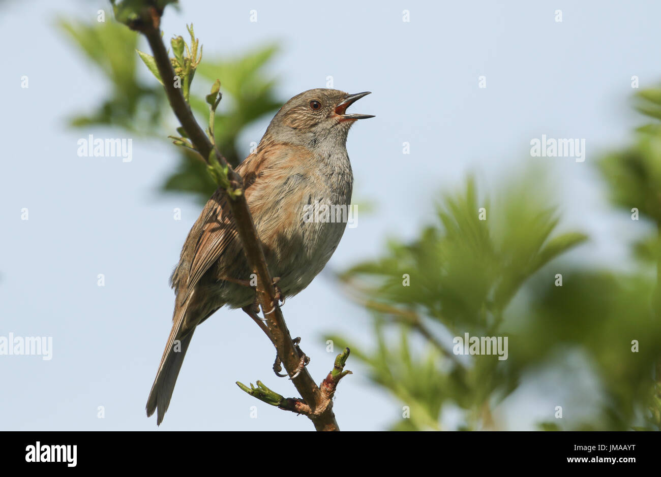 Ein singender Hedge Sparrow (Prunella Modularis) thront auf einem Ast. Stockfoto