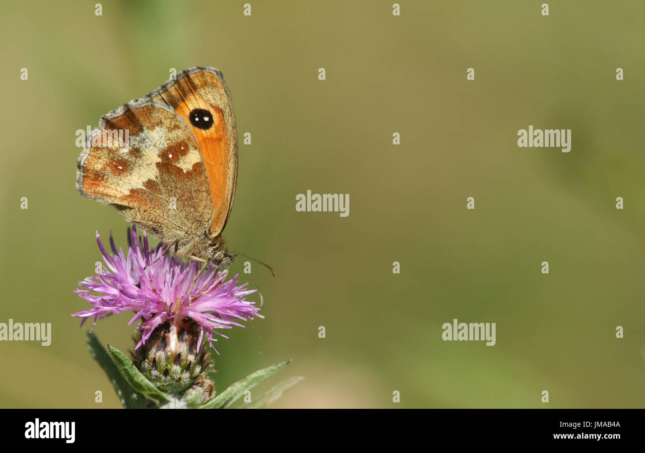 Ein Gatekeeper Schmetterling (Pyronia Tithonus) Nectaring auf einer Blume Flockenblume oder schwarze Flockenblume (Centaurea Nigra). Stockfoto