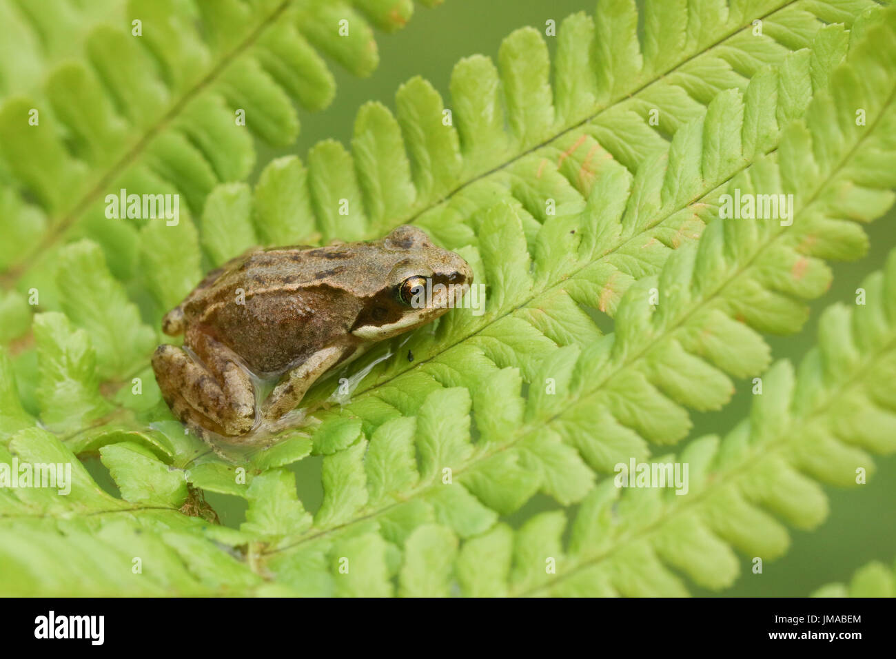 Eine niedliche baby-Grasfrosch (Rana Temporaria) auf einem Farn Blatt sitzen. Stockfoto