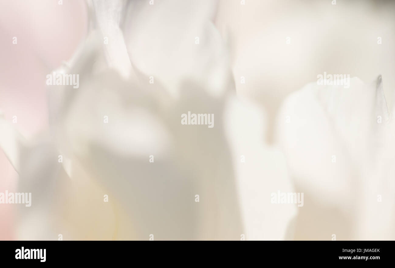 weißen Hintergrund aus Blumen Stockfoto