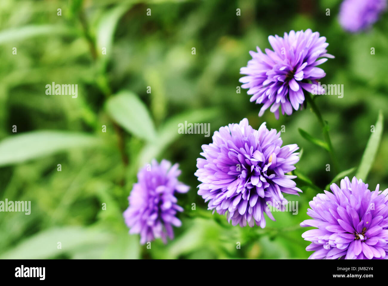Lila blühende Blume Stockfoto