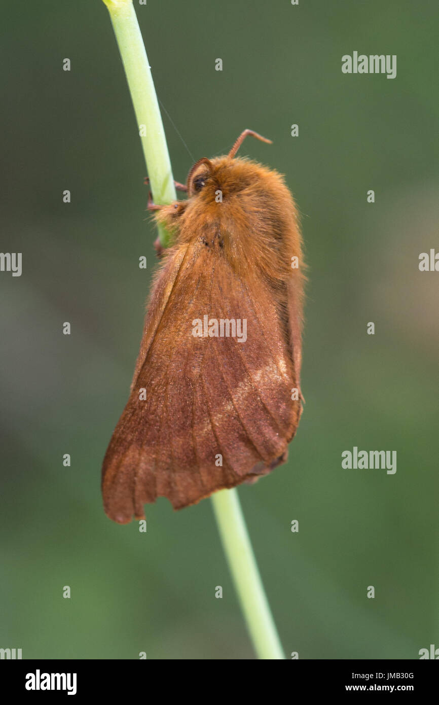 Nahaufnahme von Fox Moth (Macrothylacia Rubi) Stockfoto