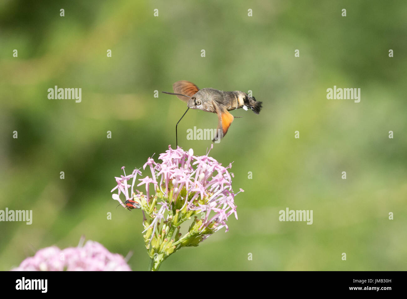 Kolibri Hawk Moth (Macroglossum Stellatarum) schweben und sammeln Nektar aus rosa Baldrian Wildblumen in den französischen Alpen Stockfoto