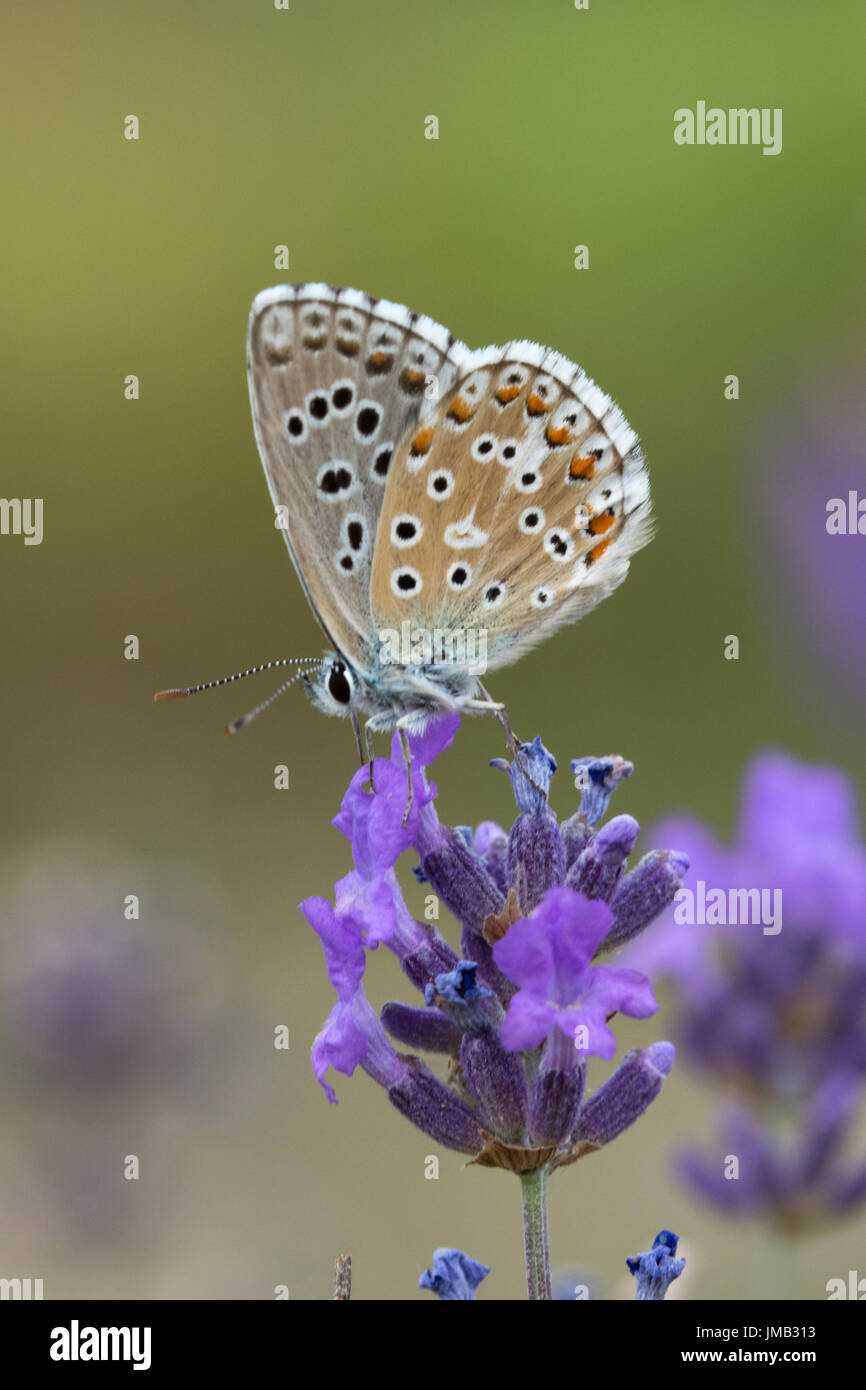 Nahaufnahme des männlichen Adonis blauer Schmetterling (Polyommatus Bellargus) Nectaring auf Lavendelblüten in den französischen Alpen Stockfoto