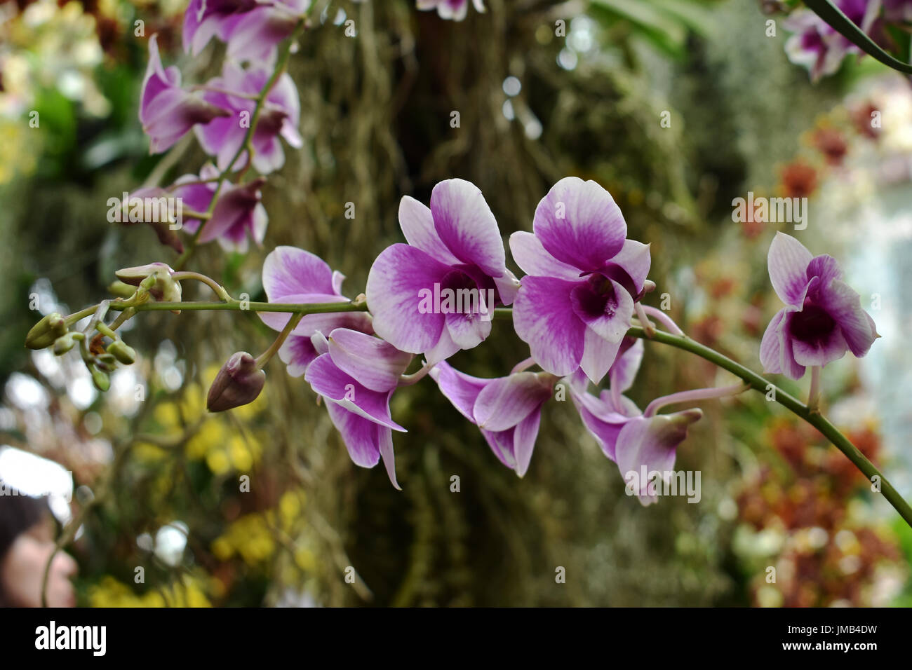 Lila blühende Orchidee Stockfoto