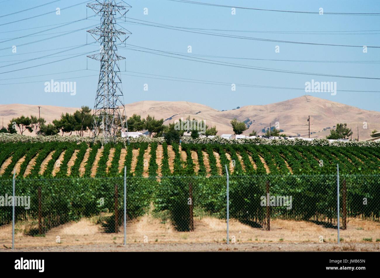 Reihen von Weinreben in einem Weinberg hinter einem Zaun, auf Hügeln von trockenem Stroh mit Hochspannung elektrische Linie sichtbar, in Livermore Wine Country, Livermore, Kalifornien, 25. Juni 2017. Stockfoto