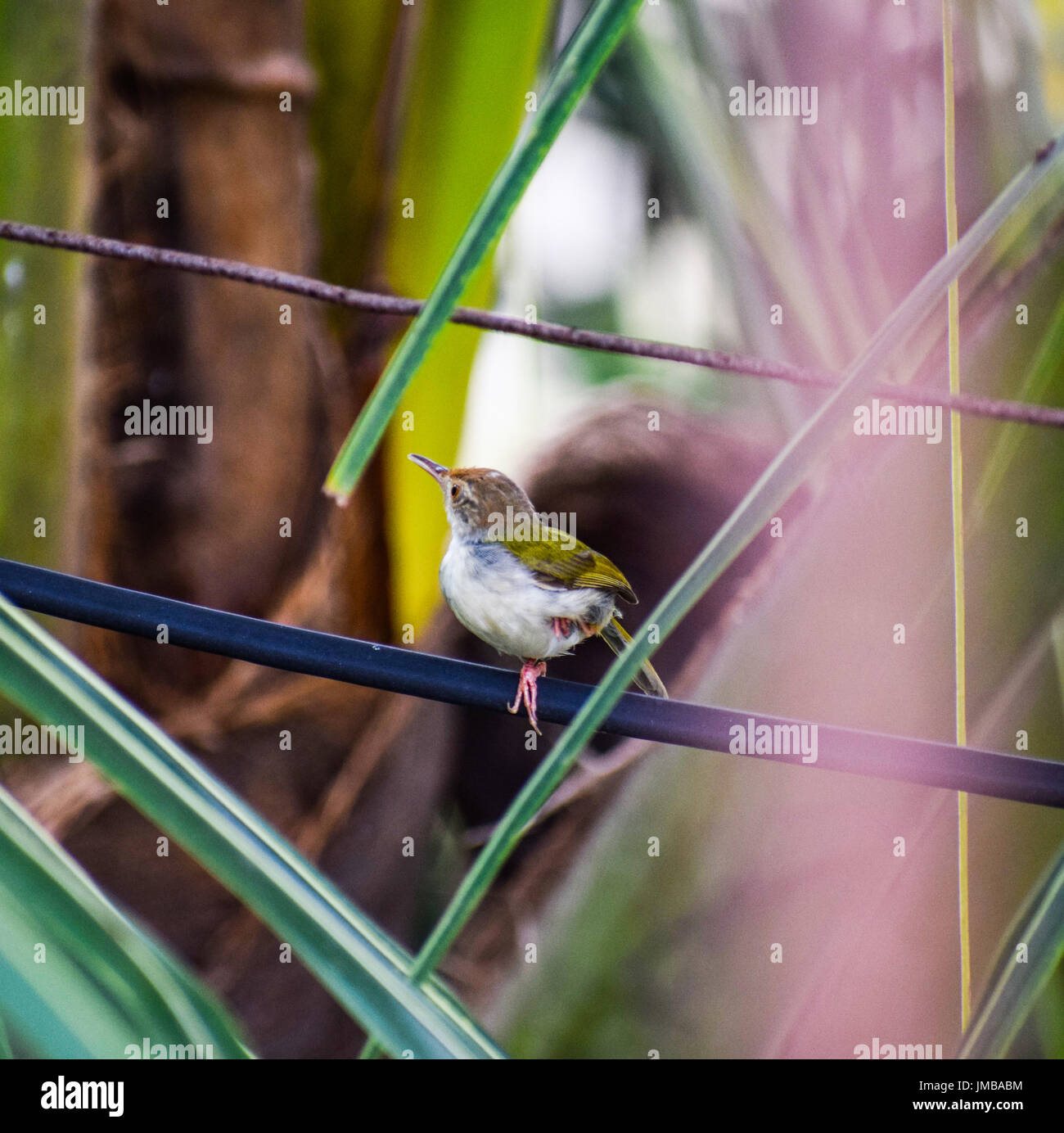 gemeinsame tailorbird Stockfoto