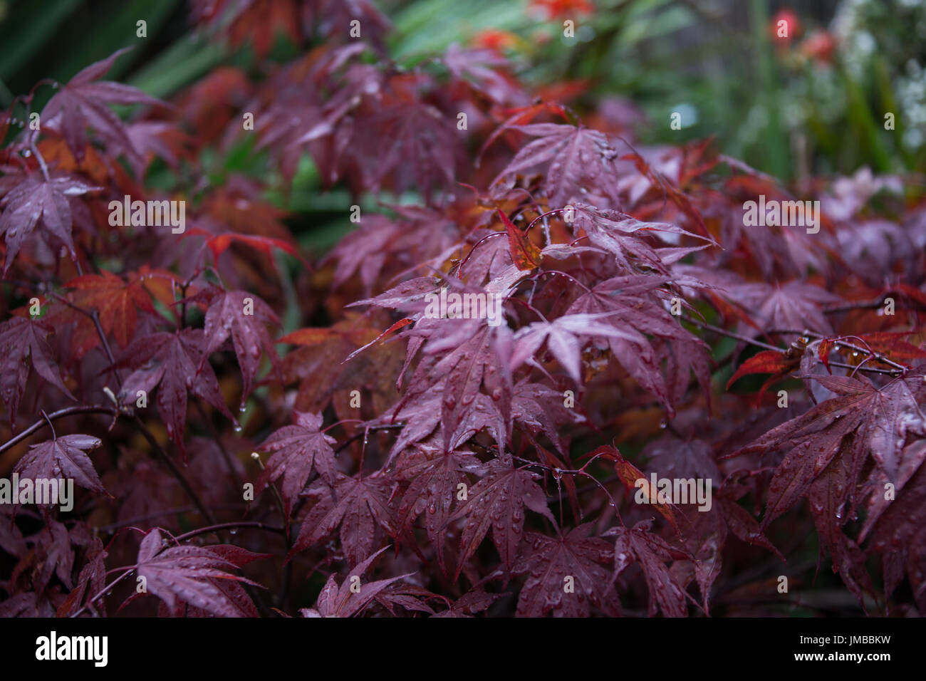 Japanischer Ahorn oder Acer im Regen Stockfoto