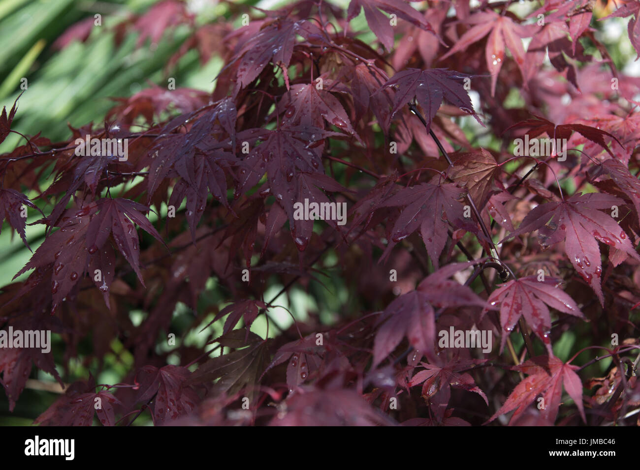 Japanischer Ahorn oder Acer im Regen Stockfoto