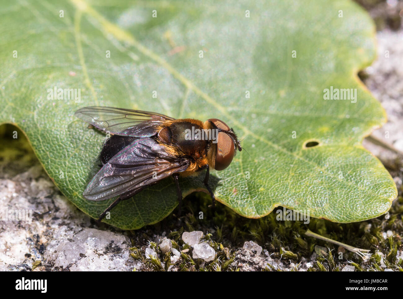 Parasitäre Tachina Fly Phasia Hemiptera aus Mandal, Norwegen, im Sommer, Juli Stockfoto