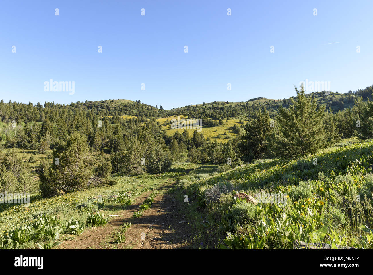 Eine Wiese des Wilden Maultier Ohren - Sonnenblumen Stockfoto