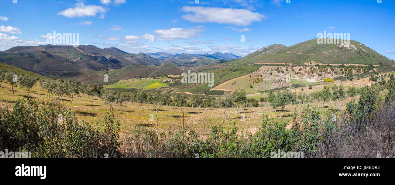 Olivenbäume nachhaltigen Landwirtschaft bei Villuercas Geopark, Cáceres, Extremadura, Spanien. Panorama-Blick Stockfoto