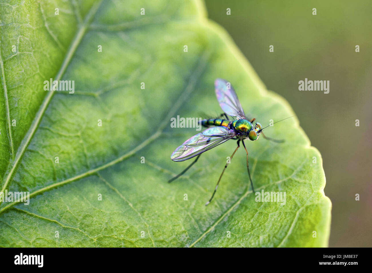 Langbeinige Fly - Dolichopodidae Familie (unbekannter Spezies) Stockfoto