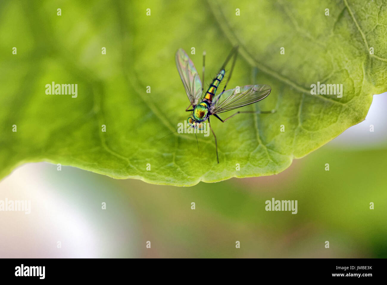 Langbeinige Fly - Dolichopodidae Familie (unbekannter Spezies) Stockfoto