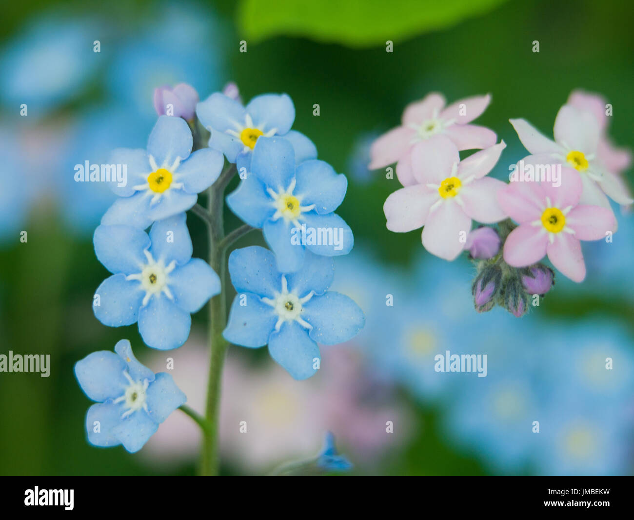 Blumen Vergissmeinnicht blau und rosa als ein Konzept der jungen und Mädchen Haltung der Geschlechter der Liebe und harmonische Beziehungen in der Familie Stockfoto