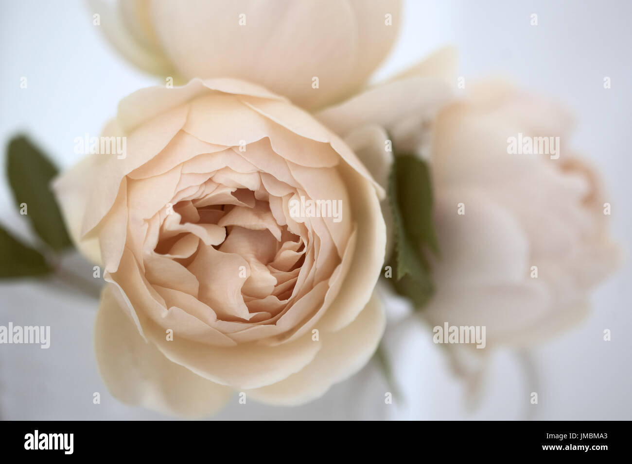 Studieren Sie in der Farbe der Rose Jude obskuren Stockfoto