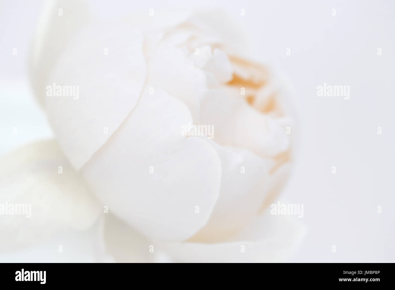 Studieren Sie in der Farbe der Rose Jude obskuren Stockfoto