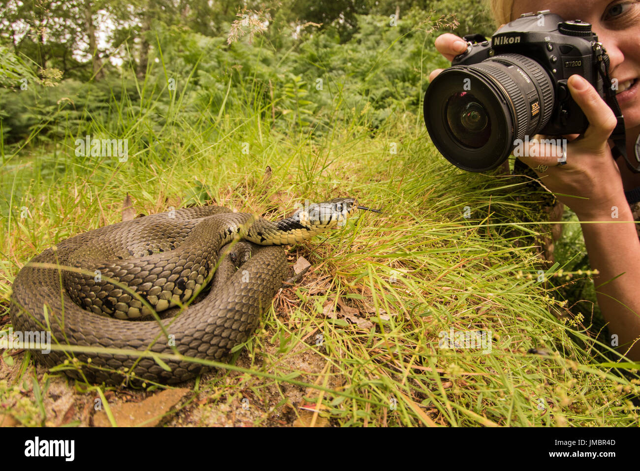 Ein Fotograf nimmt Fotos auf einer gesperrten Ringelnatter (Natrix Helvetica) eines von 3 Britain's Snake Art. Stockfoto