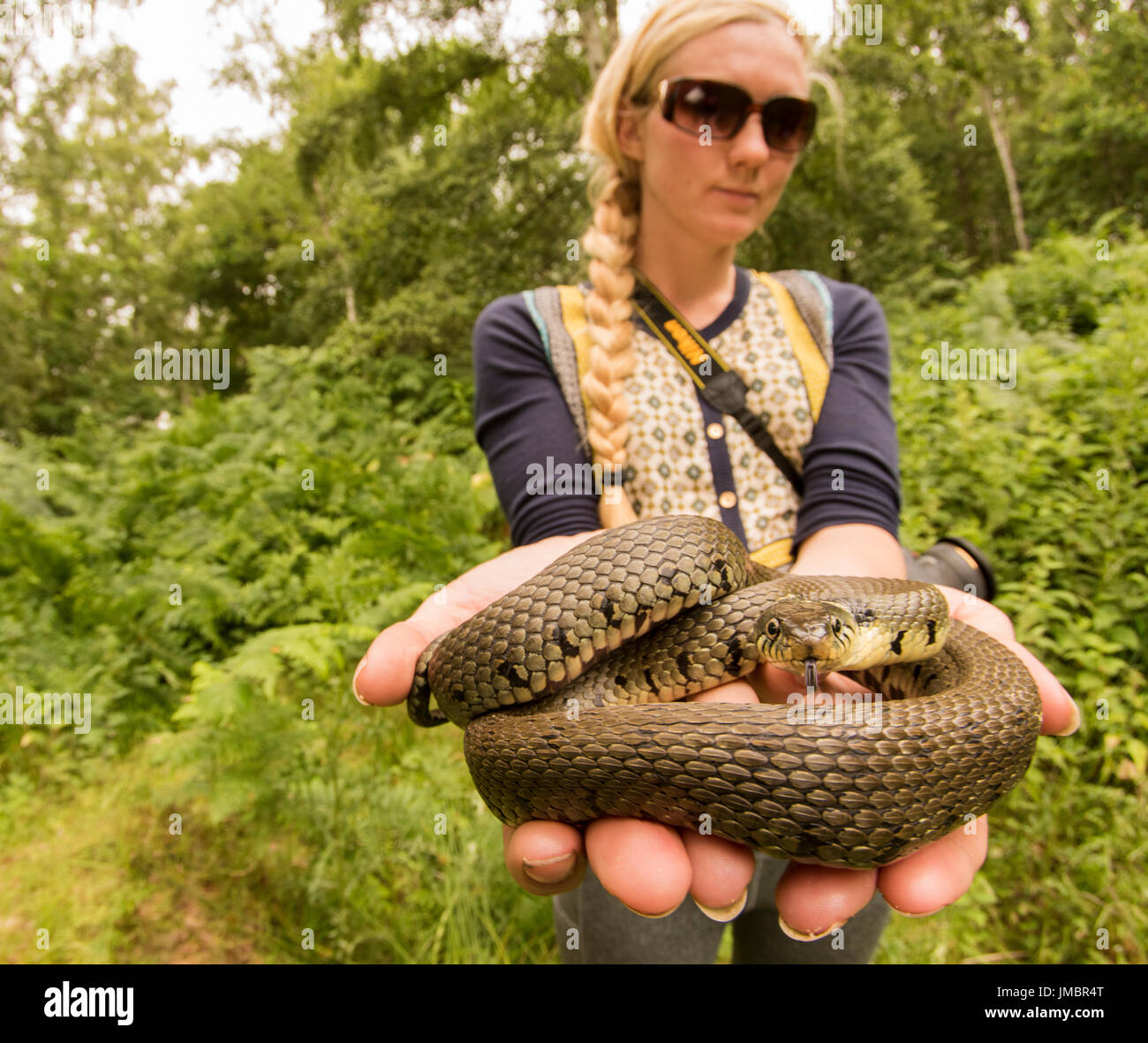 Ein Biologe, Angeberei eine Ringelnatter (Natrix Natrix), ist eine von Großbritannien einige Schlangenarten. Stockfoto