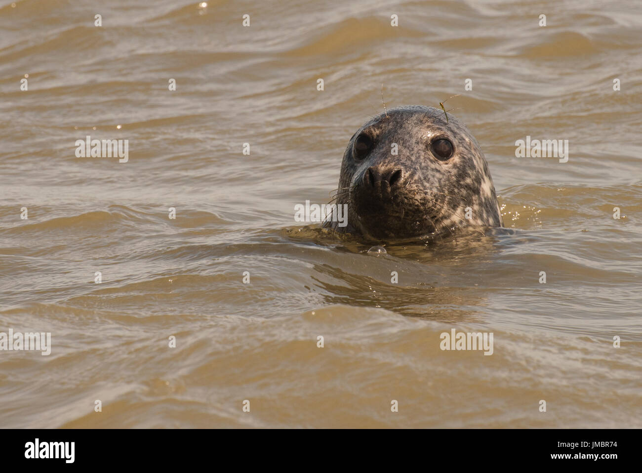 Eine Dichtung bobs im Wasser, ein Auge auf uns, als wir es fotografiert. Stockfoto