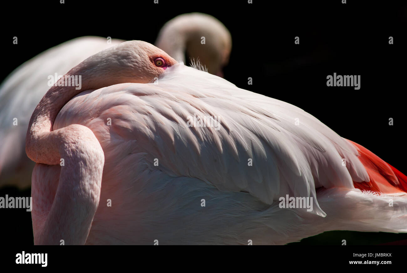 Entspannende Flamingo Stockfoto