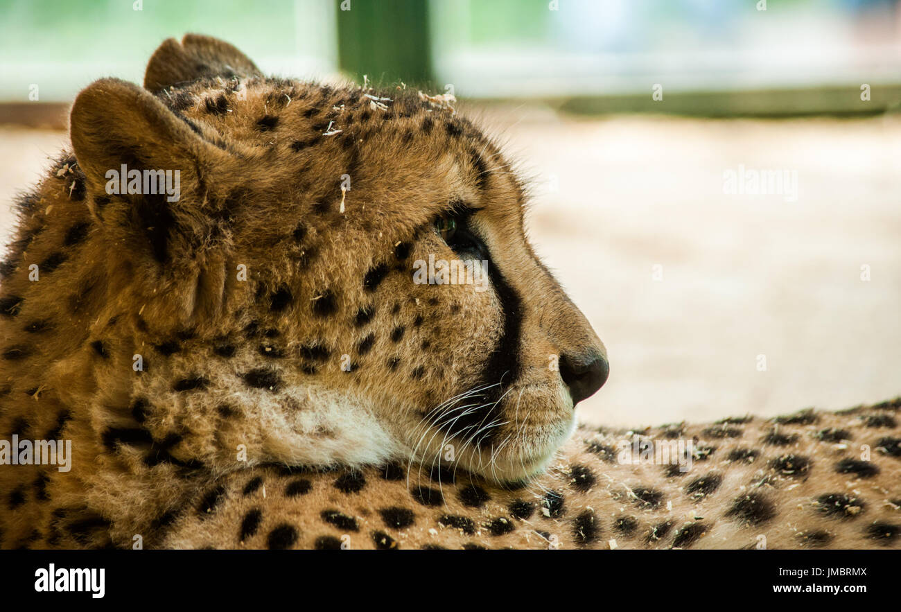 Fokussierter Blick auf einen erwachsenen Gepard mit etwas Sägemehl auf den Kopf Stockfoto