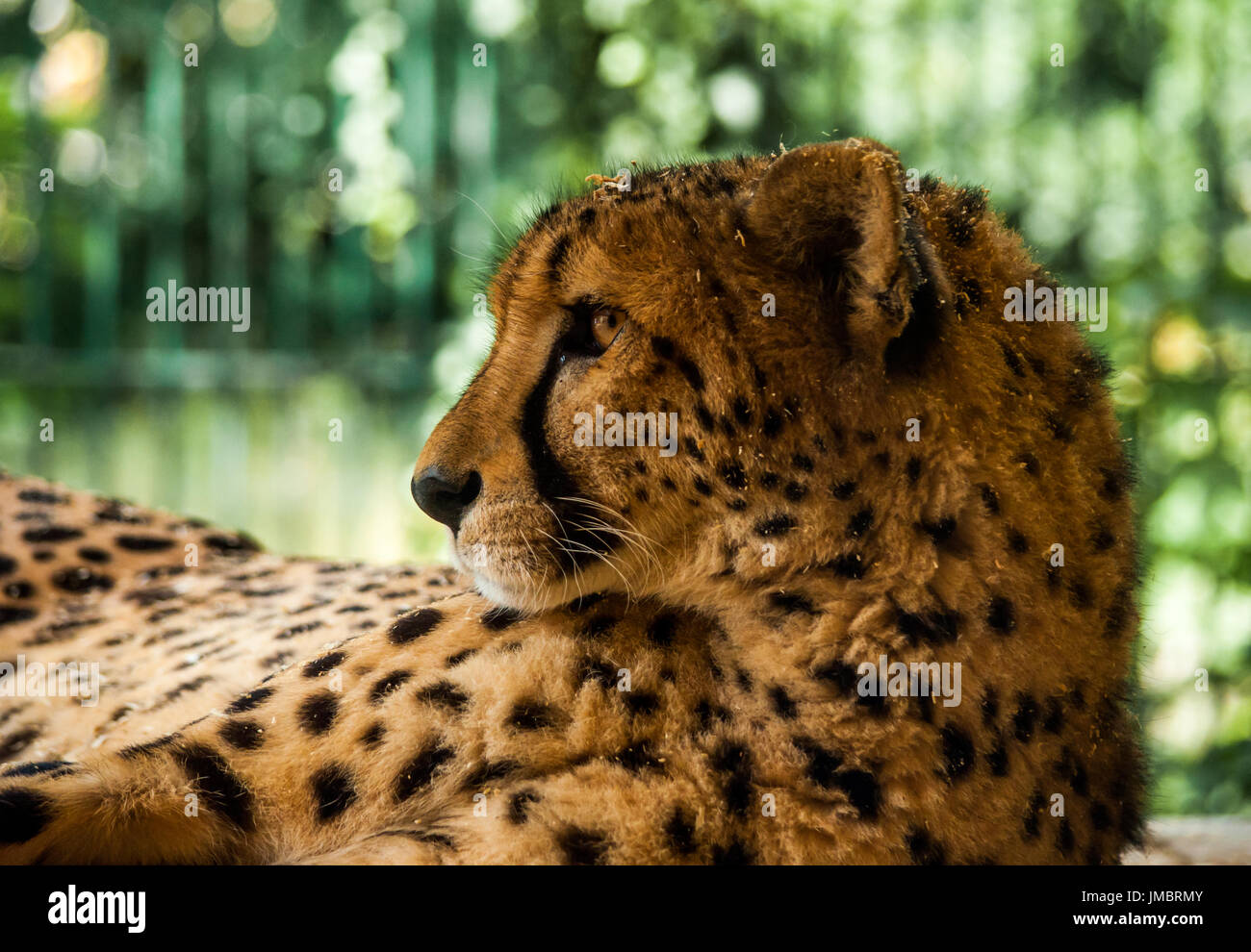 Fokussierter Blick auf einen erwachsenen Gepard mit etwas Sägemehl auf den Kopf Stockfoto