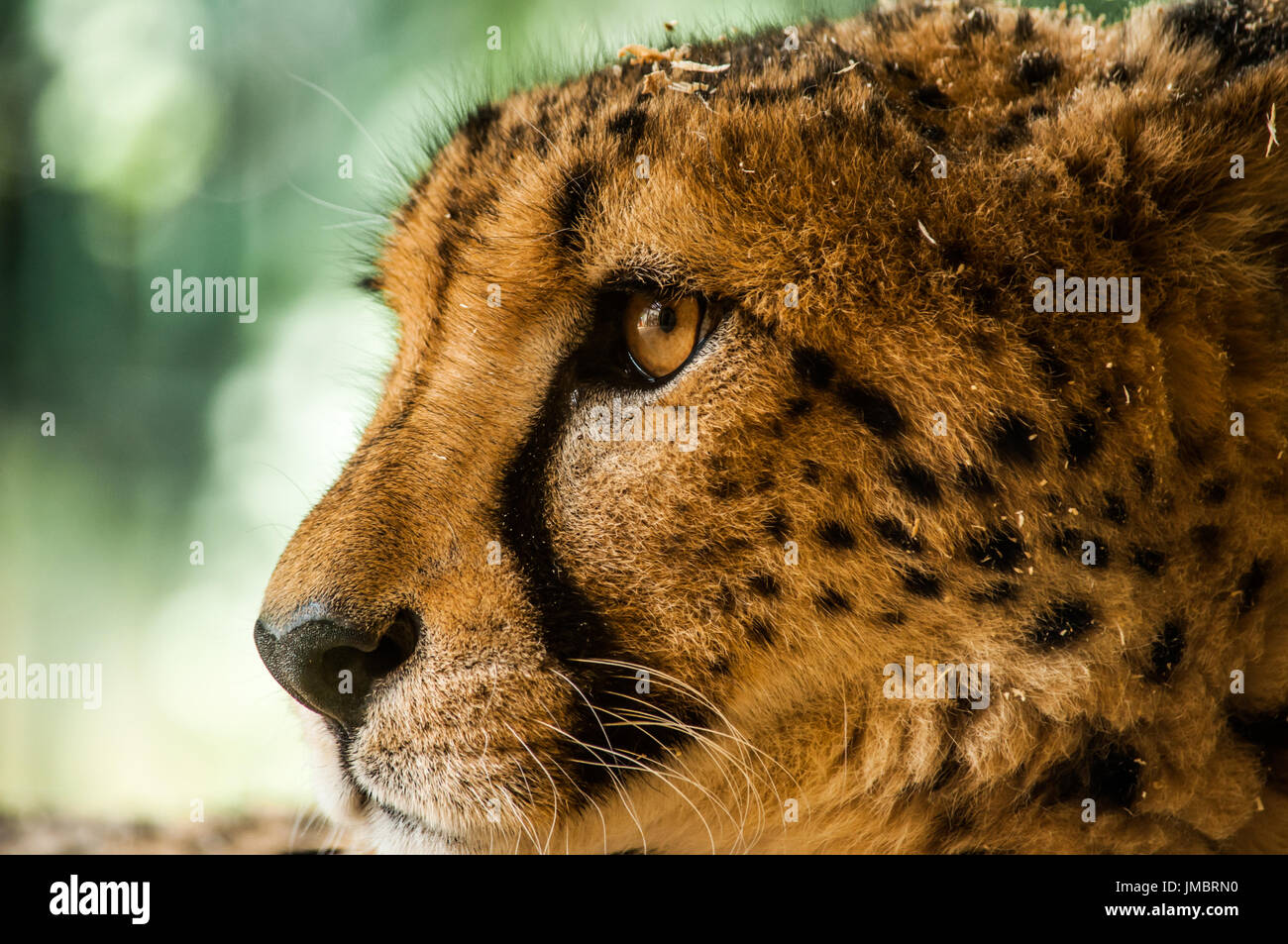 Fokussierter Blick auf einen erwachsenen Gepard mit etwas Sägemehl auf den Kopf Stockfoto