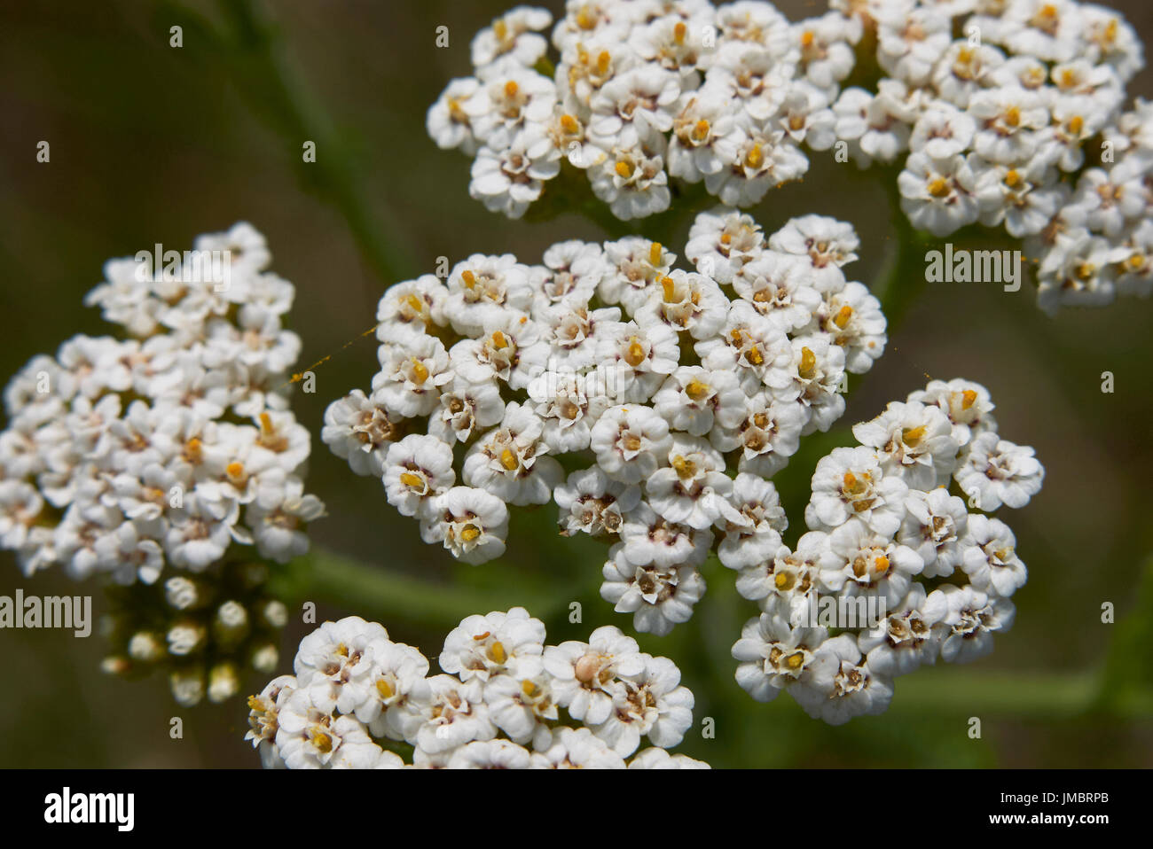 Achillea millefolium Stockfoto
