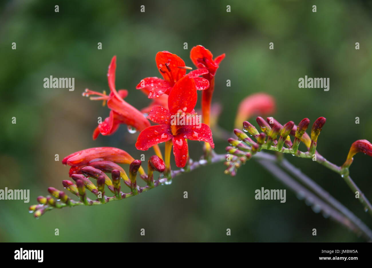 Crocosmia oder Montbretia im Regen Stockfoto