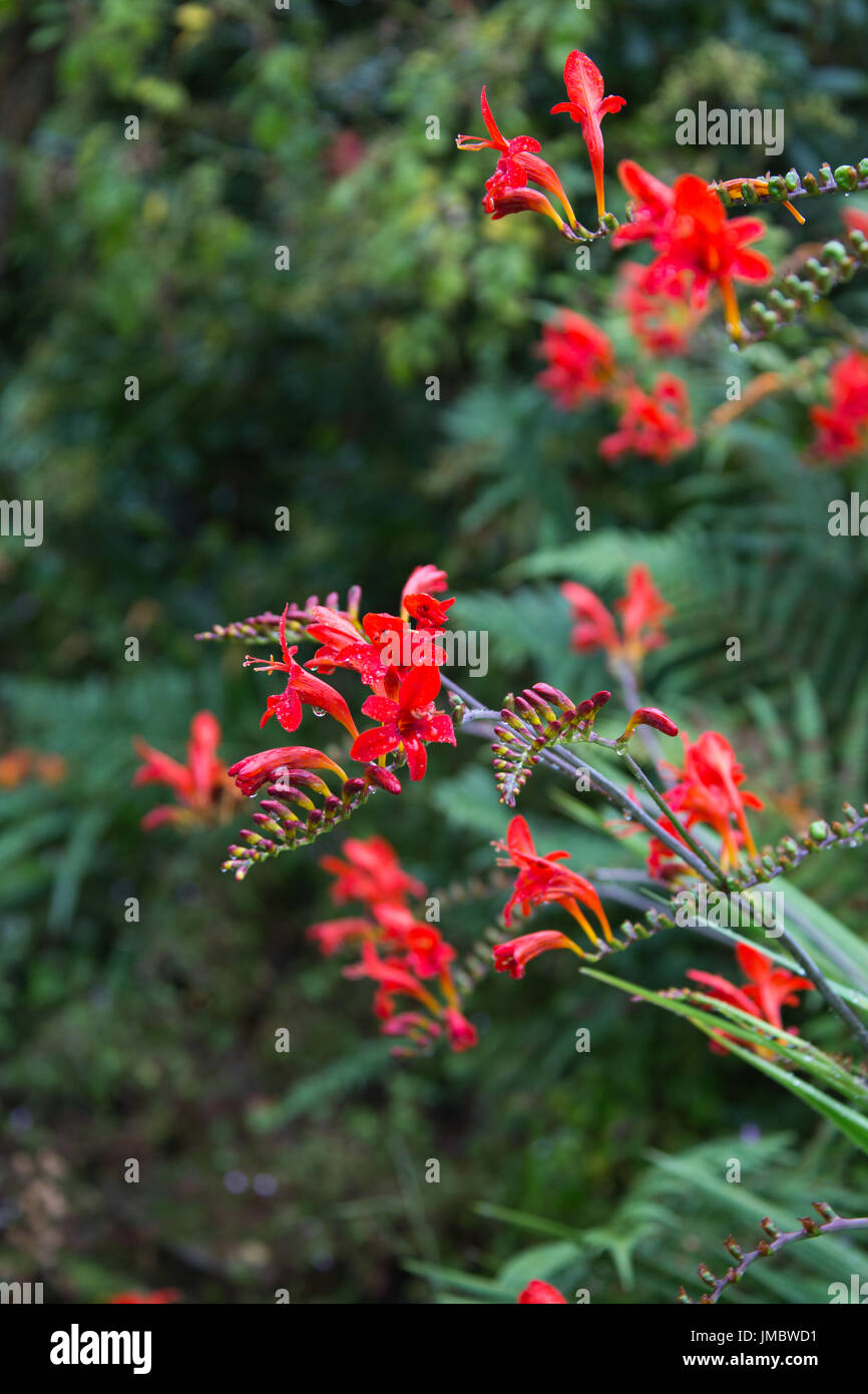 Crocosmia oder Montbretia im Regen Stockfoto
