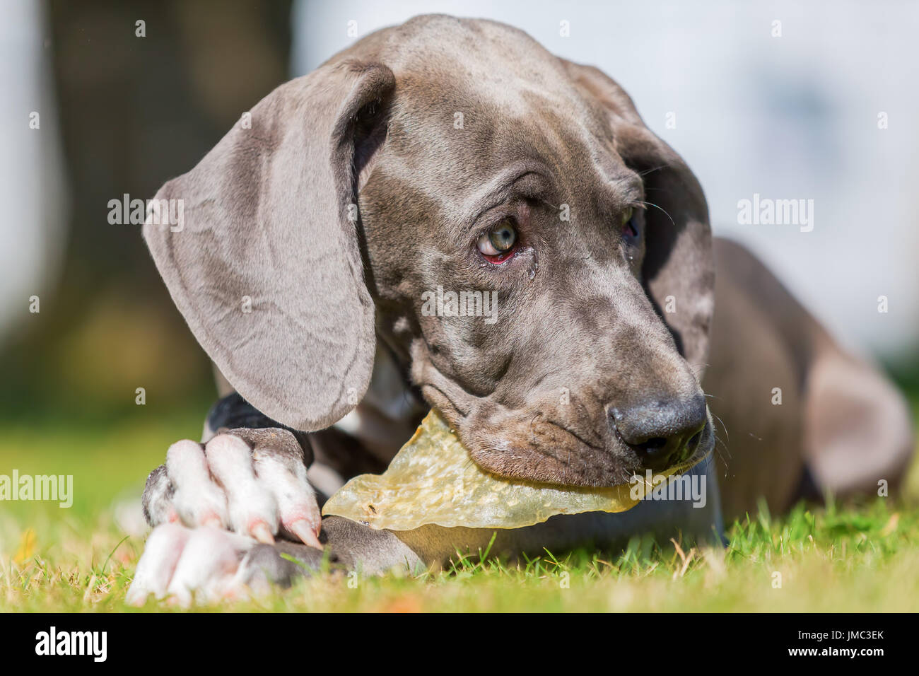 Bild eines Deutsche Dogge Welpen, die ein Schwein Ohr kauen Stockfoto