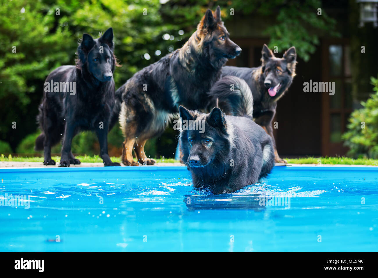 Packen von alten Deutsche Schäferhunde am Swimming-pool Stockfoto