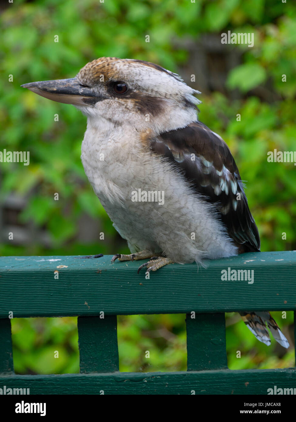 Australian Kookaburra sitzt auf einem Zaun in einem Hinterhof Stockfoto