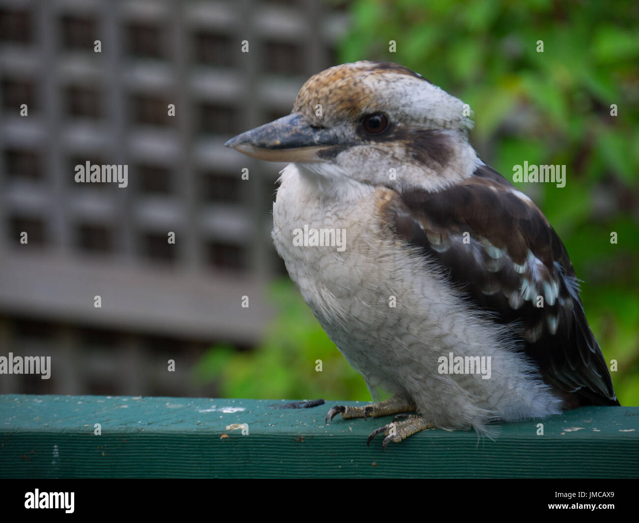 Australian Kookaburra sitzt auf einem Zaun in einem Hinterhof Stockfoto