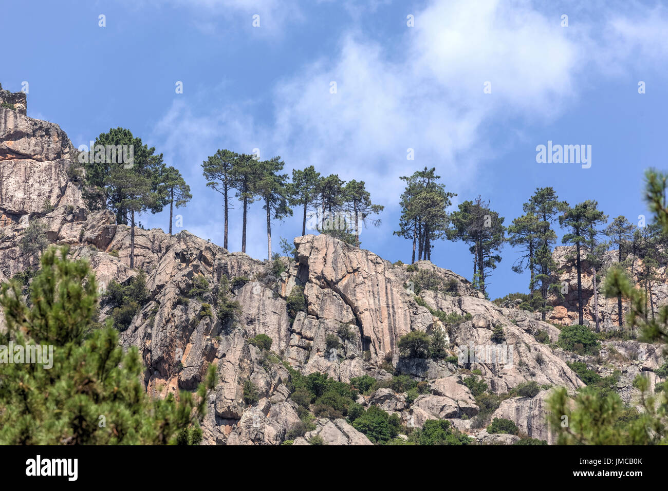 Pinien auf einem Felsen im Restonica-Tal, Korsika, Frankreich Stockfoto