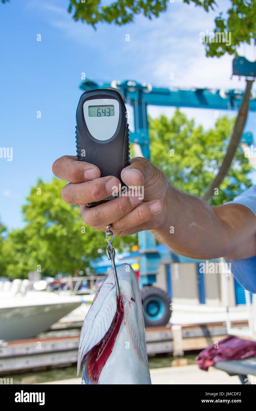 Lachs auf Haken des digitalen Fische Waage Stockfoto