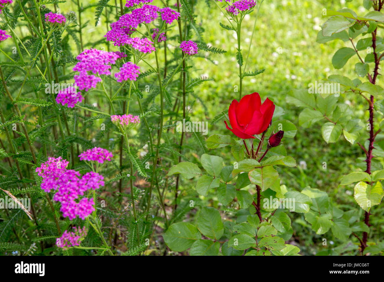 Rosa Schafgarbe und rote Rosen-Blumen auf Wiese, Makro-Foto. Heilpflanzen: Achillea Millefolium, Schafgarbe oder Nasenbluten Pflanze Stockfoto