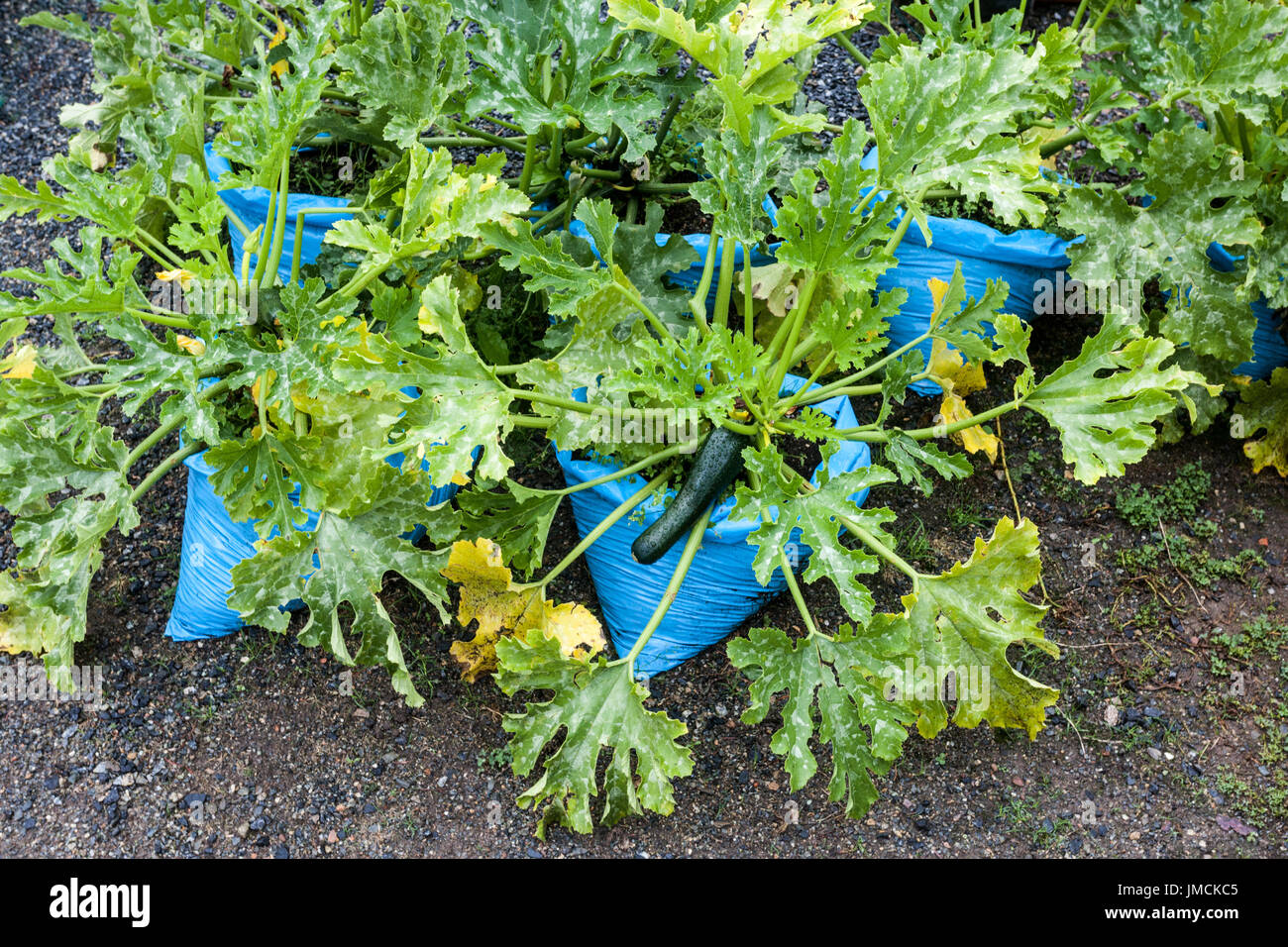 Reifende Zucchinipflanze wächst in Plastiktüten, Gemüsebeutelgarten Zucchini-Garten Pflanzen Pflanzen Säcke Zucchini Gemüse anbauen Stockfoto